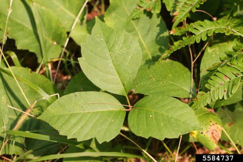 Top 5+ Expert-Backed Tips to Banish Poison Ivy From Your Yard&mdash;Safely and Simply