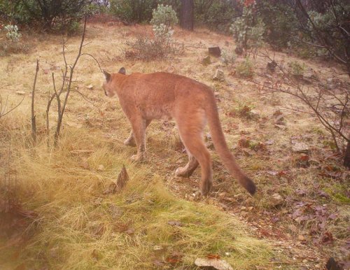 Mountain lion sighting reported along Sacramento River Trail in Redding