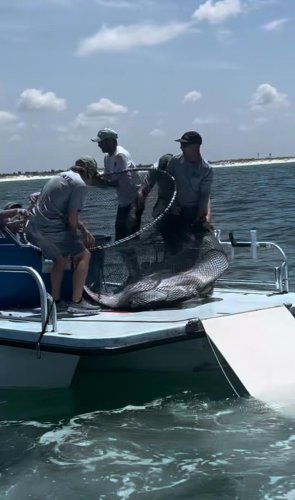 Outrage after video shows Florida fishing group capturing protected manta ray from water