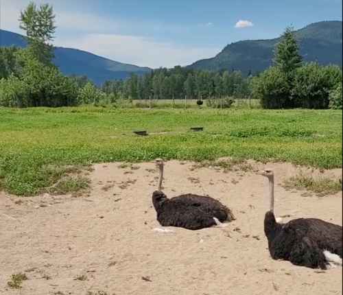 RFK Jr wants Canada to pardon 400 ostriches