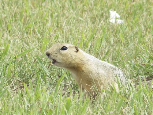 Ground squirrels are taking over a North Dakota city and officials are not amused