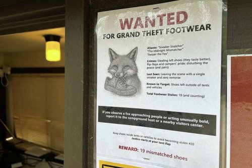A furry critter is stockpiling shoes in Grand Teton National Park