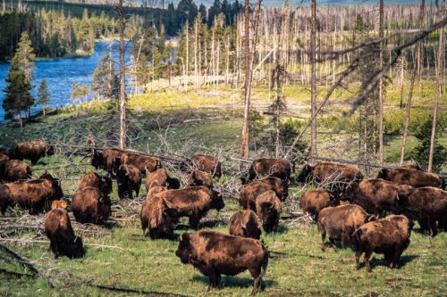 Wildlife is not migrating out of Yellowstone National Park, NPS says