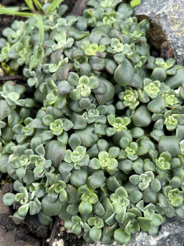 Tom Karwin, On Gardening | Building a rock garden with California natives