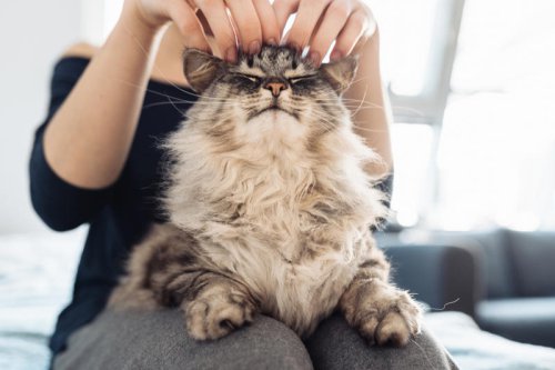 The most affectionate cat breeds - yes, they do exist