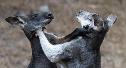 Giant pandas, tiger attacks and the ugly fight to control the San Francisco Zoo