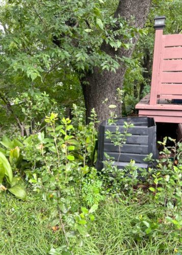 Protecting fruit trees, fixing lawn issues and freeze care for oaks and bottlebrush