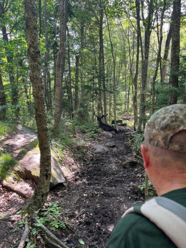 New York hiking trail closed due to moose with "unusual behaviors"