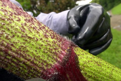 Have this giant, noxious weed in your yard? Here&rsquo;s how to get rid of it