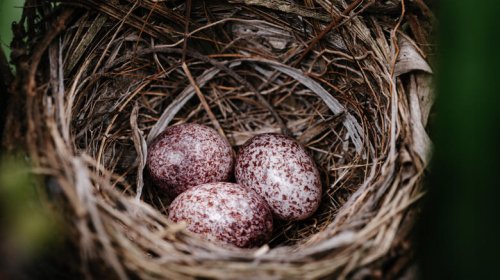 Here's When It's Okay To Remove A Bird's Nest (&amp; Avoid Hurting Any Birds)
