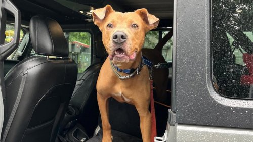 Superman Is Alive. Rescuers Save Dog From Texas Flood Wreckage