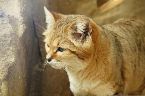 Top 7+ Legendary Big Cats That Shaped Mythology Across Cultures