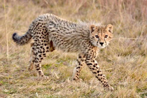 The Prehistoric Cat That Hunted Mammoths &mdash; Fact or Fossil Fiction?