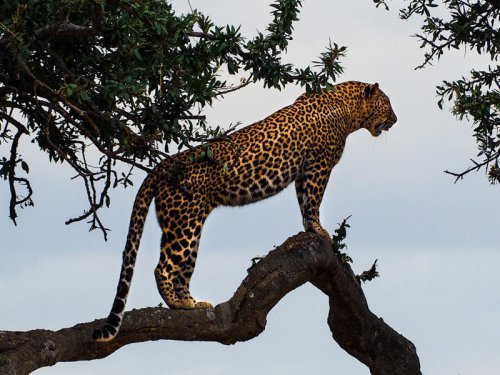 Top 10+ Countries Where Big Cats Still Roam Wild &mdash; And How to See Them