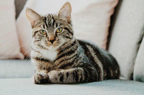 Top 10+ Cat Breeds That Act More Like Dogs &mdash; And Love It