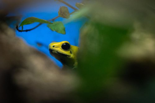 Top 25+ curiosities about animals you (maybe) didn't know