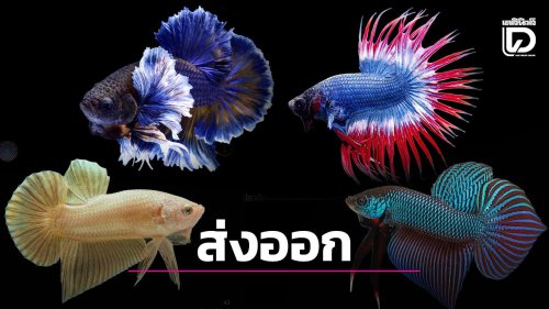ตลาดปลาสวยงาม-ปลากัดไทย คึกคัก ทั่วโลกนิยมส่งออกกว่า 1,000 ล้านบาท