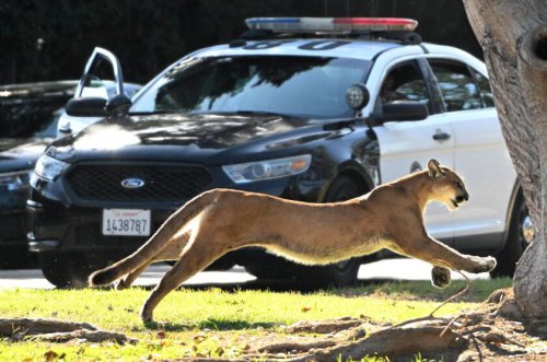 How changes in California culture have influenced the evolution of wild animals in Los Angeles