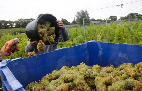 Countries with the best wines in 2025