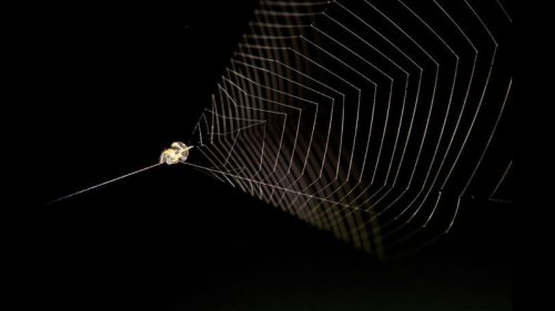 Why Spiders Don&rsquo;t Get Stuck in Their Own Webs
