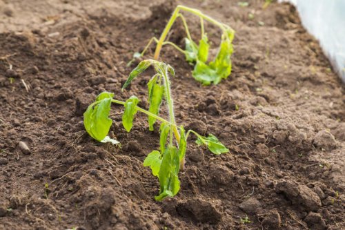 Stop Guessing! Here&rsquo;s How to Water Your Tomatoes the Right Way