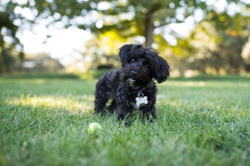 Female Black Dog Names, Male Black Dog Names , Pop Culture-Inspired Black Dog Names , Nature-Inspired Black Dog Names, Celestial Black Dog Names , These Black Dog Names Are Exactly What You&rsquo;ve Been Looking For