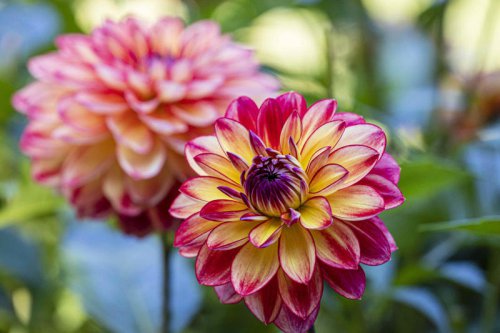 Top 5+ Plants To Deadhead In October To Keep Your Garden Looking Its Best