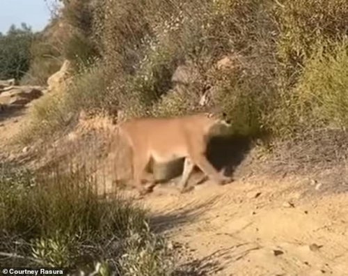 Hiker's heart-stopping video shows exactly what to do if confronted by a mountain lion