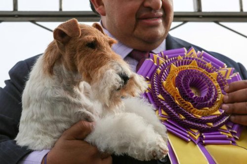 The Dog Breeds with the Most Wins at the Westminster Dog Show