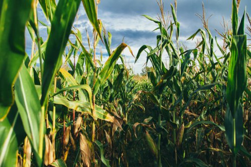 How Climate Change Will Transform U.S. Agriculture