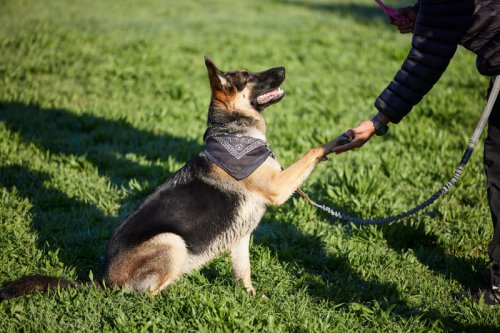 Top 10+ dog breeds known for being easy to train