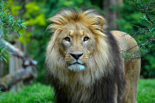 These 7 Big Cats Are in Critical Decline &mdash; But Not Yet Lost