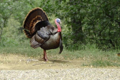 Where to Spot Wild Turkeys Roaming Freely