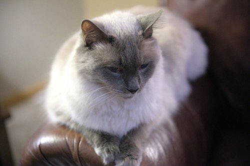 Top 12+ Long-Haired Cat Breeds That Are Worth the Grooming