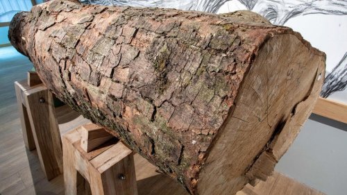 A piece of the illegally felled Sycamore Gap tree is going on display &ndash; and you can hug it