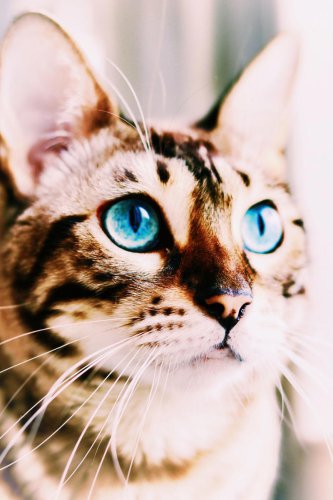 These 10 Cat Breeds Are Known for Their Wild, Wolf-Like Eyes