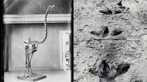 'We're bringing back avian dinosaurs': De-extinction company claims it will resurrect the giant moa in next 10 years