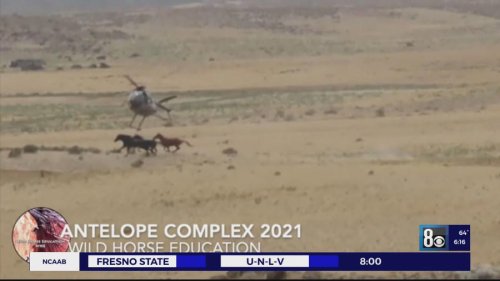 Cowboys, not helicopters: Titus proposes rewrite of wild horse roundup rules