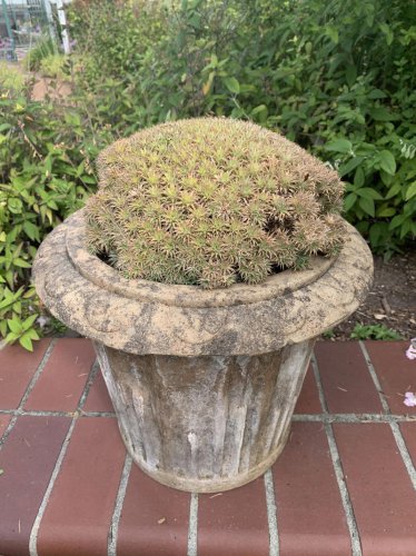 Tom Karwin, On Gardening | Growing succulents in containers