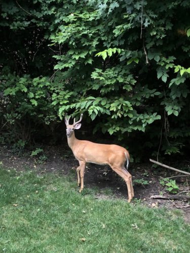 Full Buck Moon tonight: A rare phenomenon overhead in central Indiana
