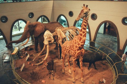 What Killed the Giant Mammals of North America? A New Theory Emerges