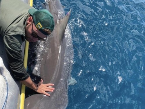 &lsquo;Year-round&rsquo;: New Sydney shark warning