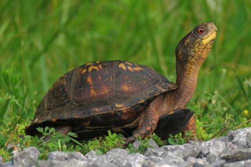 Word from the Smokies: Road to glory: The eastern box turtle&rsquo;s path to state symbol status
