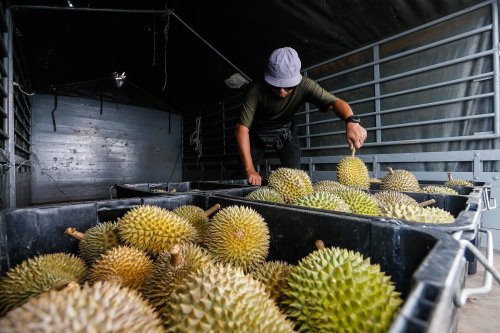 Weather now decides which durians travel: Tough Musang King heads abroad, delicate Tupai King stays home