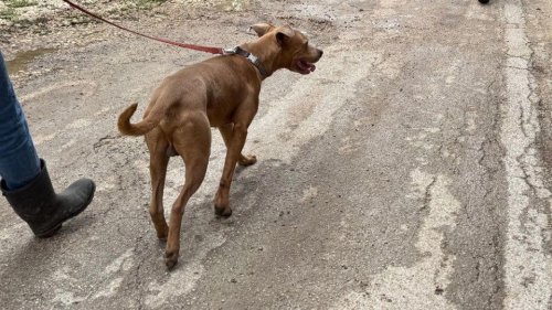 Saving Superman: Shelter hopes story of dog rescued from Texas flood debris will help save others
