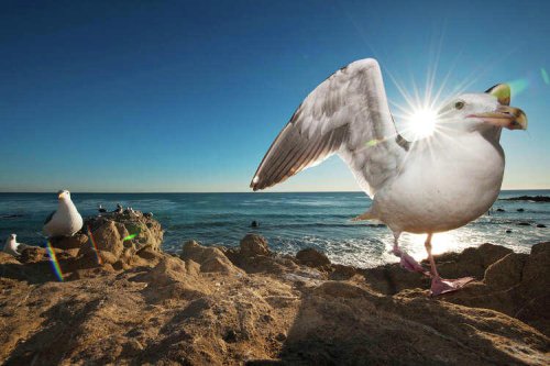 San Francisco seagull exhibits never-before-seen behavior, new study shows