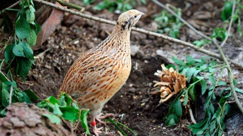 Top 11+ Types of Farm Birds to Raise for Meat, Eggs, and Profit