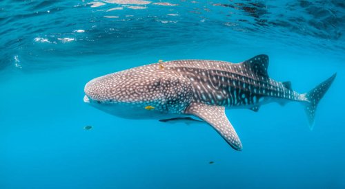 Meet the ocean's biggest fish