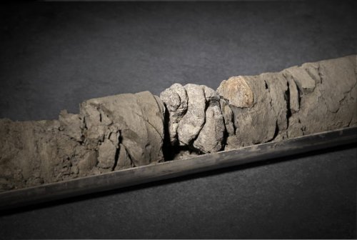 Science museum discovers dinosaur fossils hidden under its parking lot