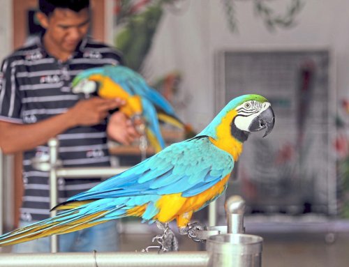 Malaysia&rsquo;s growing pet love story